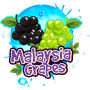 Concentré Malaysia grapes 30 ml - Bang à l'ô